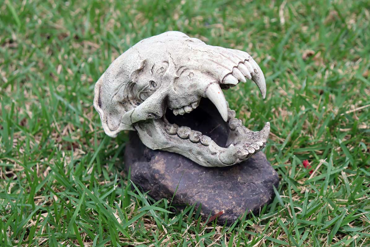 9x. Cranio de animal encontrado enterrado no jardim onde foi construido o Museu 2